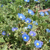 25 BLUE CHILEAN BELLFLOWER Nolana Paradoxa Succulent Ground Cover Flower Seeds