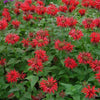 25 BEE BALM MIX Lemon Hummingbird Mint Monarda Didyma Mixed Colors Scarlet, Red, Pink, Purple, Spotted, & Salmon Flower Seeds
