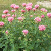 25 BEE BALM MIX Lemon Hummingbird Mint Monarda Didyma Mixed Colors Scarlet, Red, Pink, Purple, Spotted, & Salmon Flower Seeds