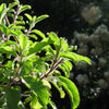 200 MOZZARELLA BASIL Sweet Italian Heirloom Ocimum Basilicum Herb Flower Seeds