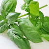 200 MOZZARELLA BASIL Sweet Italian Heirloom Ocimum Basilicum Herb Flower Seeds