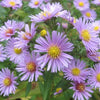 100 HEART LEAVED ASTER Cordifolius Blue Wood Aster Flower Seeds