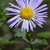 100 HEART LEAVED ASTER Cordifolius Blue Wood Aster Flower Seeds