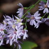 100 HEART LEAVED ASTER Cordifolius Blue Wood Aster Flower Seeds