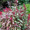 250 BURGUNDY AMARANTHUS Hypochondriacus Amaranth Grain Vegetable Flower Seeds