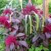 250 BURGUNDY AMARANTHUS Hypochondriacus Amaranth Grain Vegetable Flower Seeds
