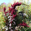 250 BURGUNDY AMARANTHUS Hypochondriacus Amaranth Grain Vegetable Flower Seeds
