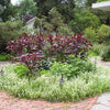 250 BURGUNDY AMARANTHUS Hypochondriacus Amaranth Grain Vegetable Flower Seeds
