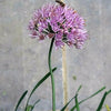 100 PRAIRIE ALLIUM Stellatum Prairie Onion Pink Flower Seeds