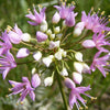 100 PRAIRIE ALLIUM Stellatum Prairie Onion Pink Flower Seeds