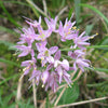 100 PRAIRIE ALLIUM Stellatum Prairie Onion Pink Flower Seeds