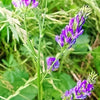 100 CIMARRON ALFALFA Medicago Sativa Ground Cover Forage Purple Flower Seeds