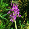 100 CIMARRON ALFALFA Medicago Sativa Ground Cover Forage Purple Flower Seeds