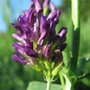 100 CIMARRON ALFALFA Medicago Sativa Ground Cover Forage Purple Flower Seeds