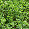 100 CIMARRON ALFALFA Medicago Sativa Ground Cover Forage Purple Flower Seeds