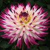 25 CACTUS DOUBLE DAHLIA Mix Variabilis Mixed Colors Hummingbird Flower Seeds