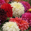 20 Dwarf Mixed Colors REDSKIN DAHLIA Variabilis Red Skin Mix Bicolor Flower Seeds