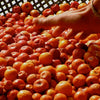 20 RED Chinese DATE TREE Edible Fruit Jujube Ziziphus Jujuba Yellow Flower Seeds