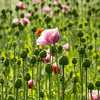 1000 PINK & WHITE POPPY Papaver Somniferum Flower Seeds