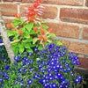 200 Electric Blue & White HALF MOON LOBELIA Erinus Flower Seeds