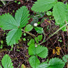 100 VESCA BARON STRAWBERRY Solemacher Berry Fragari Fruit Seeds