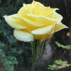 5 YELLOW ROSE Rosa Bush Shrub Perennial Flower Seeds