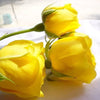 5 YELLOW ROSE Rosa Bush Shrub Perennial Flower Seeds