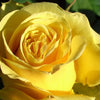 5 YELLOW ROSE Rosa Bush Shrub Perennial Flower Seeds