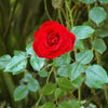 5 RED ROSE Rosa Bush Shrub Perennial Flower Seeds