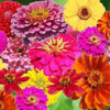 250 ZIN MASTER ZINNIA Mix Elegans Mixed Colors Flower Seeds