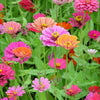 250 ZIN MASTER ZINNIA Mix Elegans Mixed Colors Flower Seeds