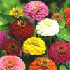 250 ZIN MASTER ZINNIA Mix Elegans Mixed Colors Flower Seeds