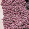 500 Sweet ALYSSUM PASTEL CARPET Mix Lobularia Maritima Flower Seeds