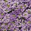 500 Sweet ALYSSUM PASTEL CARPET Mix Lobularia Maritima Flower Seeds