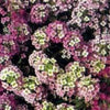 500 Sweet ALYSSUM PASTEL CARPET Mix Lobularia Maritima Flower Seeds