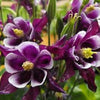 100 DWARF COLUMBINE MIX Aquilegia Vulgaris Mixed Colors Flower Seeds