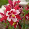 100 DWARF COLUMBINE MIX Aquilegia Vulgaris Mixed Colors Flower Seeds
