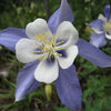 100 DWARF COLUMBINE MIX Aquilegia Vulgaris Mixed Colors Flower Seeds