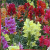 2000 Mixed MOROCCAN TOADFLAX / SNAPDRAGON Linaria Maroccana Flower Seeds