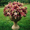 2000 Mixed MOROCCAN TOADFLAX / SNAPDRAGON Linaria Maroccana Flower Seeds
