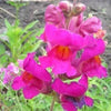 2000 Mixed MOROCCAN TOADFLAX / SNAPDRAGON Linaria Maroccana Flower Seeds