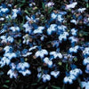 200 BLUE SPLASH LOBELIA Regatta Blue & White Erinus Flower Seeds