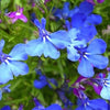 200 BLUE SPLASH LOBELIA Regatta Blue & White Erinus Flower Seeds