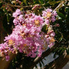 35 Light PINK CREPE MYRTLE Crape Tree Shrub Lagerstroemia Indica Flower Seeds