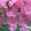 35 Light PINK CREPE MYRTLE Crape Tree Shrub Lagerstroemia Indica Flower Seeds