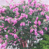 35 Light PINK CREPE MYRTLE Crape Tree Shrub Lagerstroemia Indica Flower Seeds