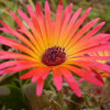 200 MIXED Colors ICE PLANT ( Mesembryanthemum Daisy / Livingstone Daisy ) Dorotheanthus Bellidiformis Flower Seeds