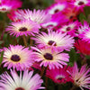 200 MIXED Colors ICE PLANT ( Mesembryanthemum Daisy / Livingstone Daisy ) Dorotheanthus Bellidiformis Flower Seeds