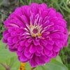 500 Mixed Colors CALIFORNIA GIANT ZINNIA Elegans Flower Seeds
