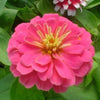 500 Mixed Colors CALIFORNIA GIANT ZINNIA Elegans Flower Seeds